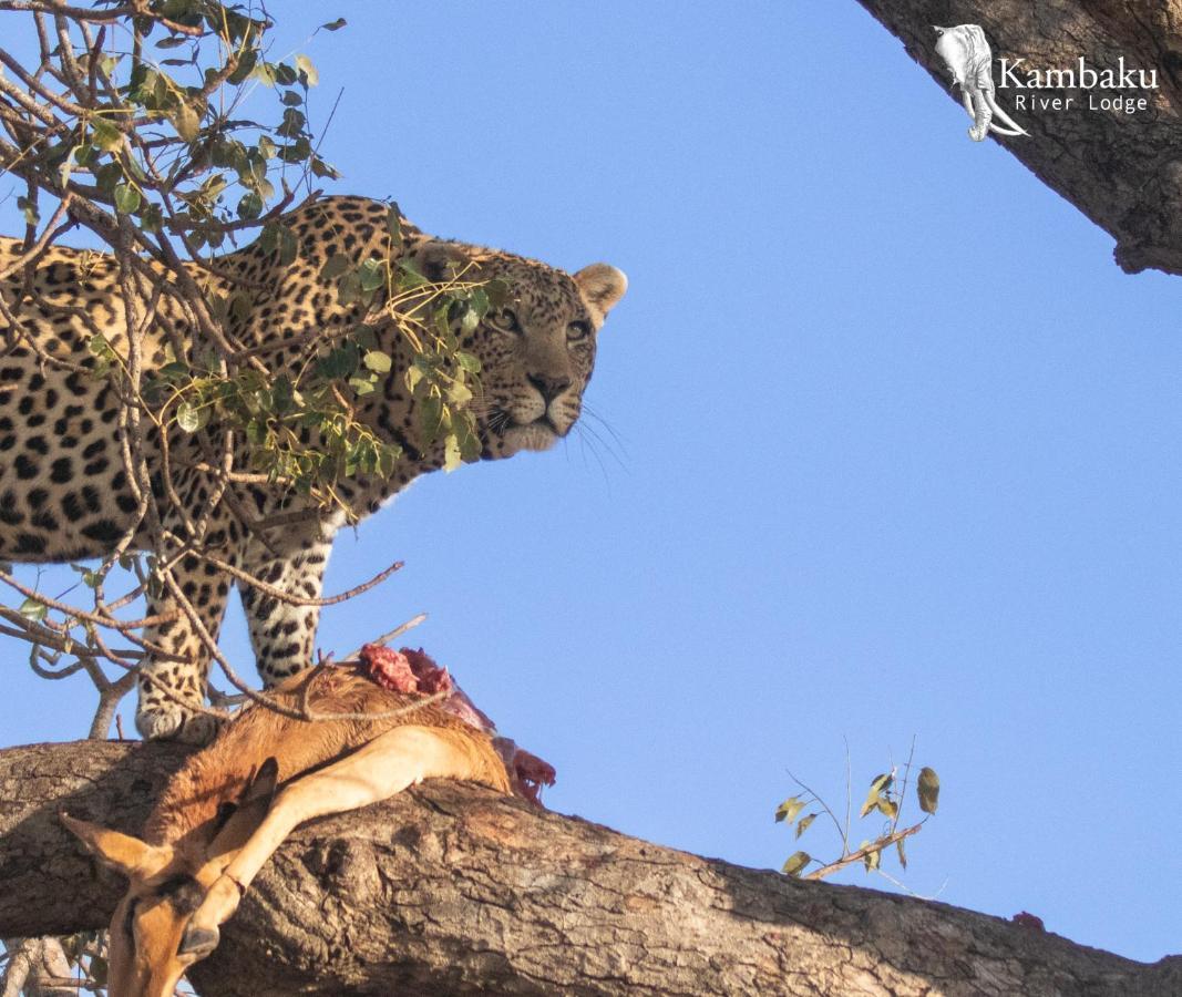 Kambaku River Lodge *